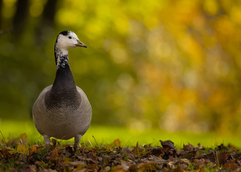 Barnacle goose