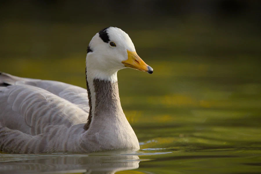 Bar-headed goose