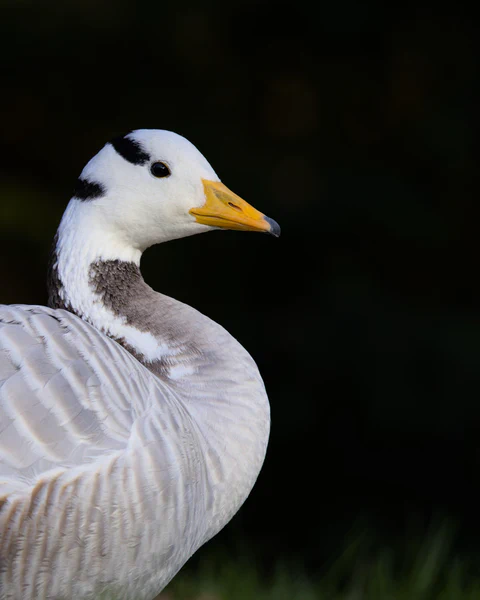 Bar-headed goose