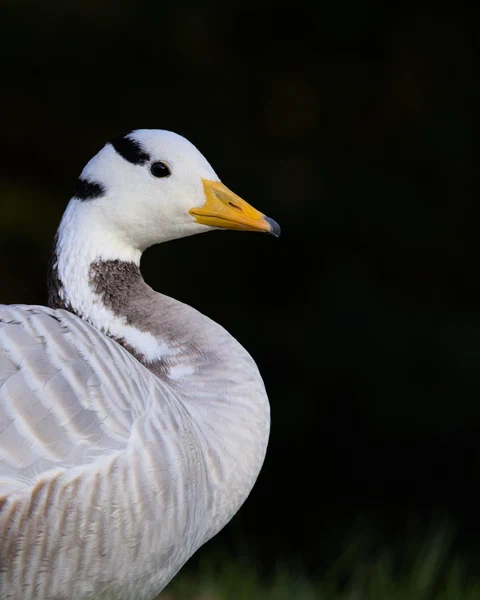 Bar-headed goose