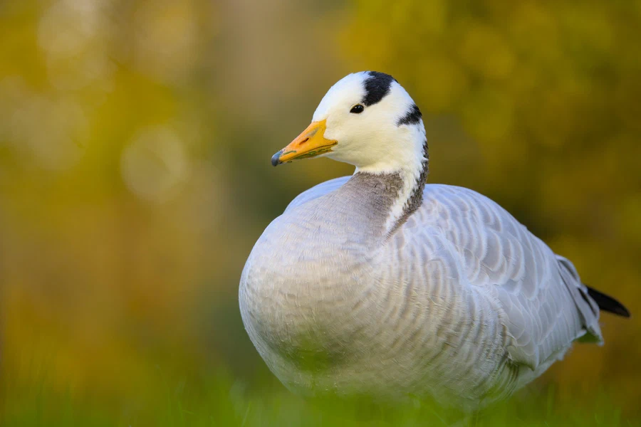 Bar-headed goose
